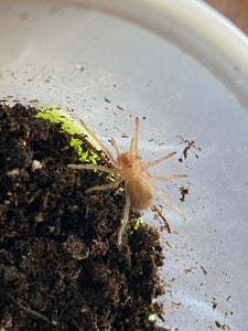 Tarantula de Rodillas Rojas (Brachypelma Smithi)