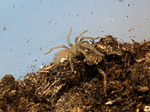 Tarantula Mexicana de Rodillas de Flama (Brachypelma Auratum)