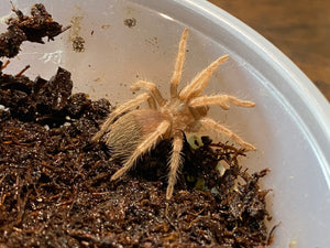 Tarantula Mexicana de Patas Anaranjadas (Brachypelma Boehmei)a