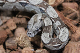 Boa Colombiana Nominal 100% Het VPI Macho ID R7-05
