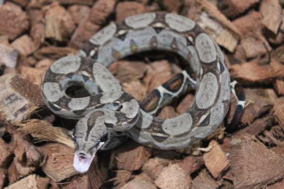 Boa Colombiana Nominal 100% Het VPI Macho ID R7-12