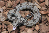 Boa Colombiana Nominal 100% Het VPI Macho ID R7-12