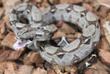 Boa Colombiana Nominal 100% Het VPI Macho ID R7-12
