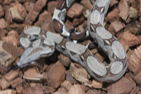 Boa Colombiana Nominal 100% Het VPI Macho ID R7-13