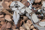 Boa Colombiana Nominal 100% Het VPI Macho ID R7-13