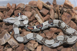 Boa Colombiana Nominal 100% Het VPI Macho ID R7-14