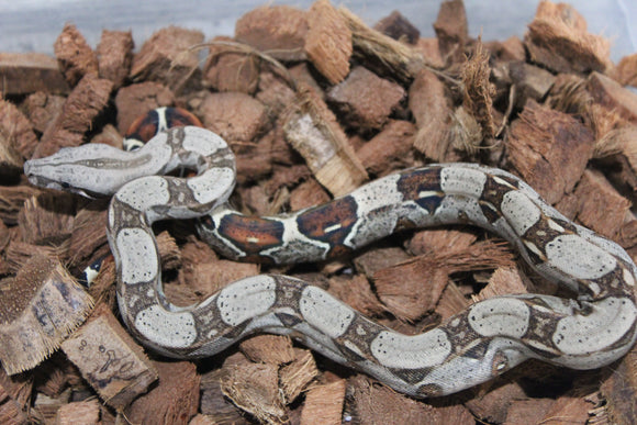 Boa Colombiana Nominal 100% Het VPI Macho ID R7-14