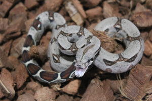 Boa Colombiana Nominal 100% Het VPI Hembra ID R7-15