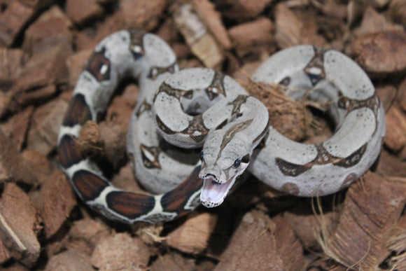Boa Colombiana Nominal 100% Het VPI Hembra ID R7-15
