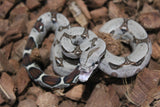 Boa Colombiana Nominal 100% Het VPI Hembra ID R7-15