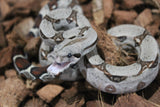 Boa Colombiana Nominal 100% Het VPI Hembra ID R7-15