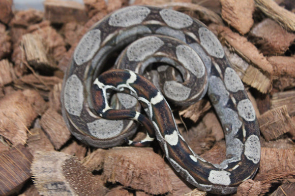 Boa Colombiana Nominal 100% Het VPI Hembra ID R7-17
