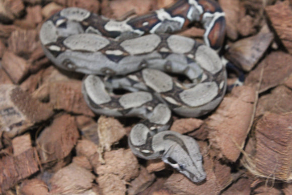 Boa Colombiana Nominal 100% Het VPI Hembra ID R7-19