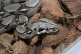 Boa Colombiana Nominal 100% Het VPI Hembra ID R7-19