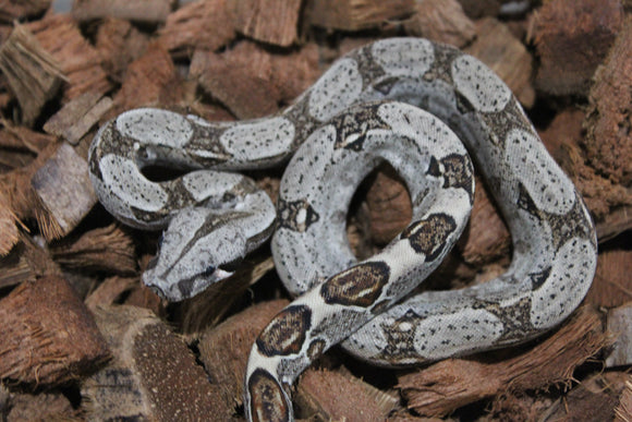 Boa Colombiana Nominal 66% Het Albino Khal Hembra ID R8-07