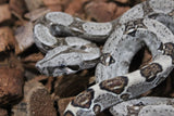 Boa Colombiana Nominal 66% Het Albino Khal Hembra ID R8-07