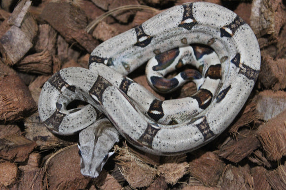 Boa Colombiana Nominal Het VPI Macho ID R8-08