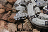 Boa Colombiana Nominal Het VPI Macho ID R8-08
