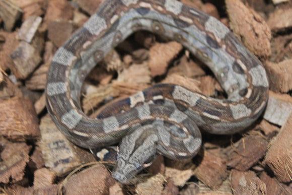 Boa Colombiana Aztec Het VPI Hembra ID R9-01