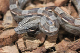 Boa Colombiana Aztec Het VPI Hembra ID R9-01