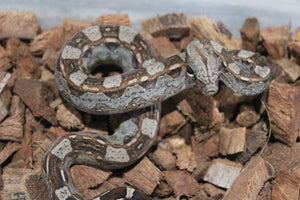 Boa Colombiana Aztec Het VPI Hembra ID R9-02