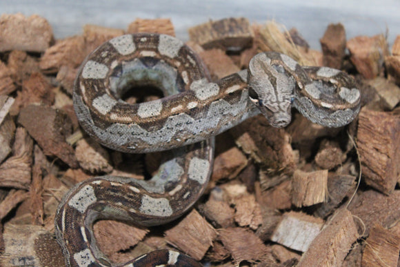Boa Colombiana Aztec Het VPI Hembra ID R9-02