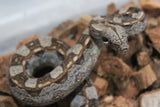 Boa Colombiana Aztec Het VPI Hembra ID R9-02