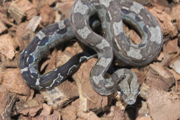 Boa Colombiana Aztec Het VPI Hembra ID R9-04