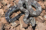 Boa Colombiana Aztec Het VPI Hembra ID R9-04