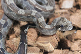 Boa Colombiana Aztec Het VPI Hembra ID R9-04