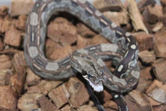 Boa Colombiana Aztec Het VPI Hembra ID R9-08