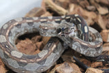 Boa Colombiana Aztec Het VPI Hembra ID R9-08