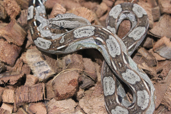Boa Colombiana Aztec Het VPI Macho ID R9-09