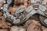 Boa Colombiana Aztec Het VPI Macho ID R9-09
