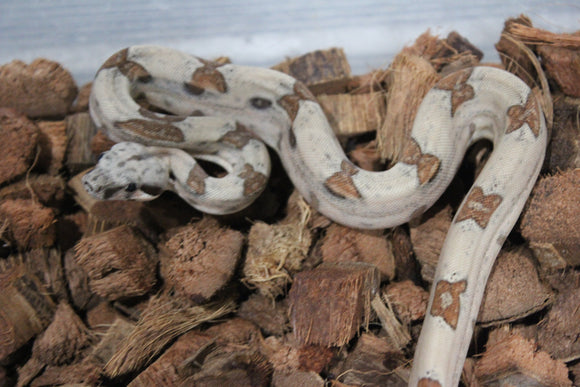 Boa Colombiana Hypo Jungle Het Albino Khal Hembra ID R10-02