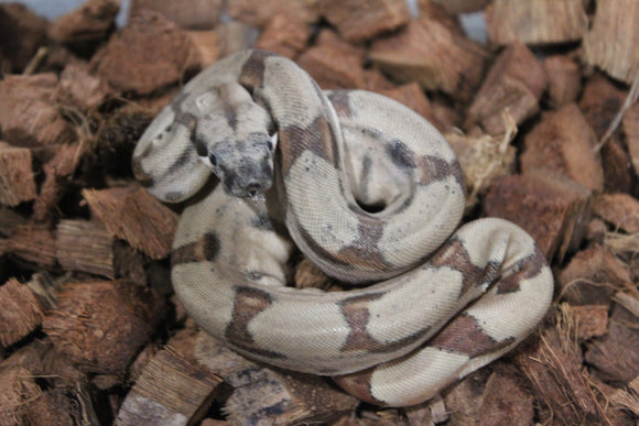 Boa Colombiana Hypo Jungle Het Albino Khal Macho ID R10-03