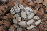 Boa Colombiana Hypo Jungle Het Albino Khal Macho ID R10-03