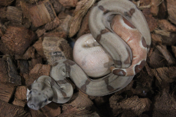 Boa Colombiana Hypo Jungle Het Albino Khal Macho ID R10-07