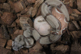 Boa Colombiana Hypo Jungle Het Albino Khal Macho ID R10-07