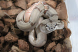 Boa Colombiana Hypo Jungle Het Albino Khal Macho ID R10-07