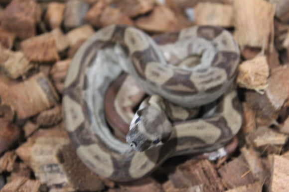 Boa Colombiana Motley Hypo Jungle Het Albino Khal Hembra ID R10-10