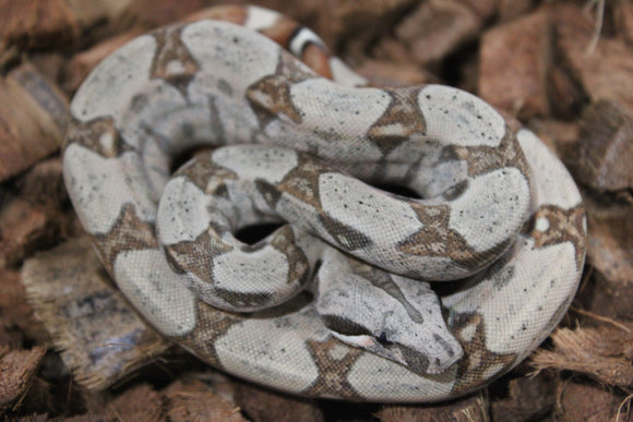 Boa Colombiana Hypo 66% Het Albino Khal Macho ID R10-17