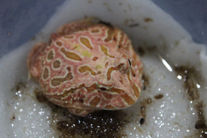 Rana Pacman Strawberry