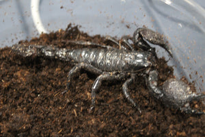 Escorpion Emperador (Pandinus Imperator) Grande