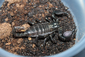 Escorpion Emperador (Pandinus Imperator) Mediano