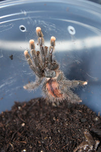 Tarantula Dedos Rosas (Avicularia Avicularia)
