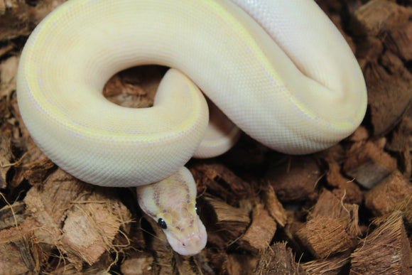 Piton Bola Ivory Enchi Macho ID R9-05