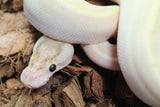 Piton Bola Ivory Enchi Macho ID R9-05