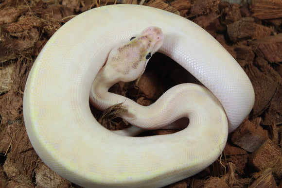 Piton Bola Ivory Enchi Macho ID R9-06
