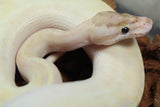 Piton Bola Ivory Enchi Macho ID R9-06